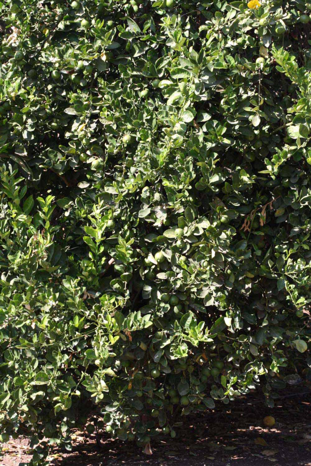            Habit (Millsweet, Riverside, CA)   